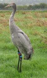 Standing tall August 30th 2010